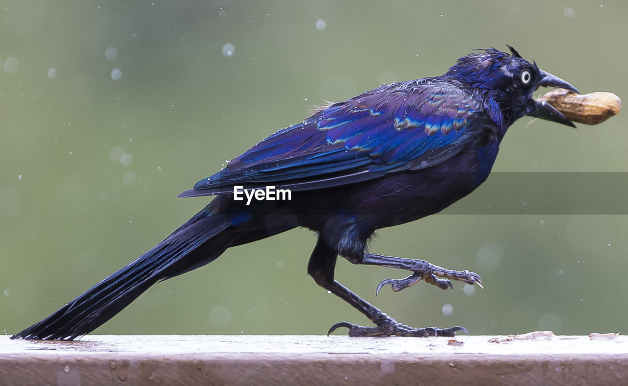 Close-up of crow with peanut in beak perching on wall