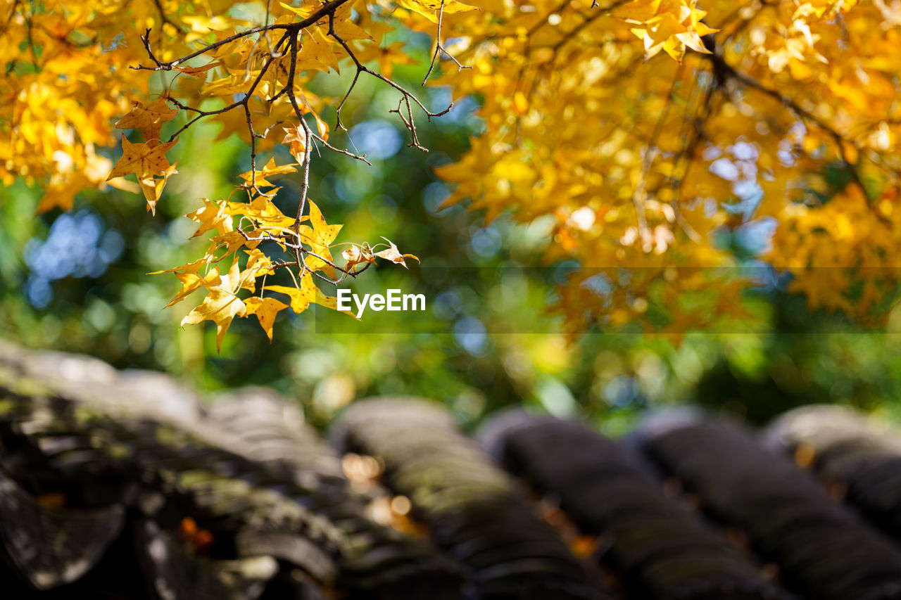 autumn, tree, plant, plant part, leaf, branch, sunlight, nature, yellow, beauty in nature, land, environment, landscape, no people, tranquility, forest, outdoors, selective focus, flower, scenics - nature, growth, day, multi colored, travel, rural scene, travel destinations, autumn collection, focus on foreground, tourism, sky, food and drink, agriculture, green, backgrounds, maple tree, orange color, fruit, freshness, tranquil scene, non-urban scene, architecture