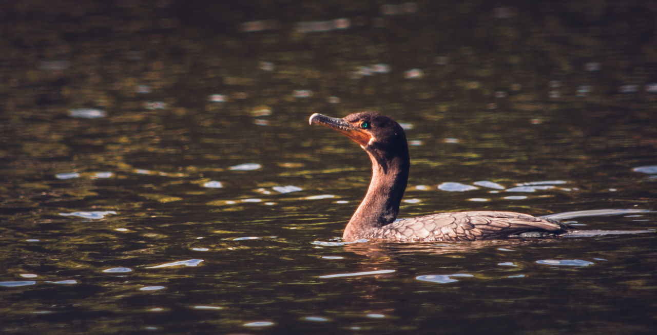 Duck swimming in lake