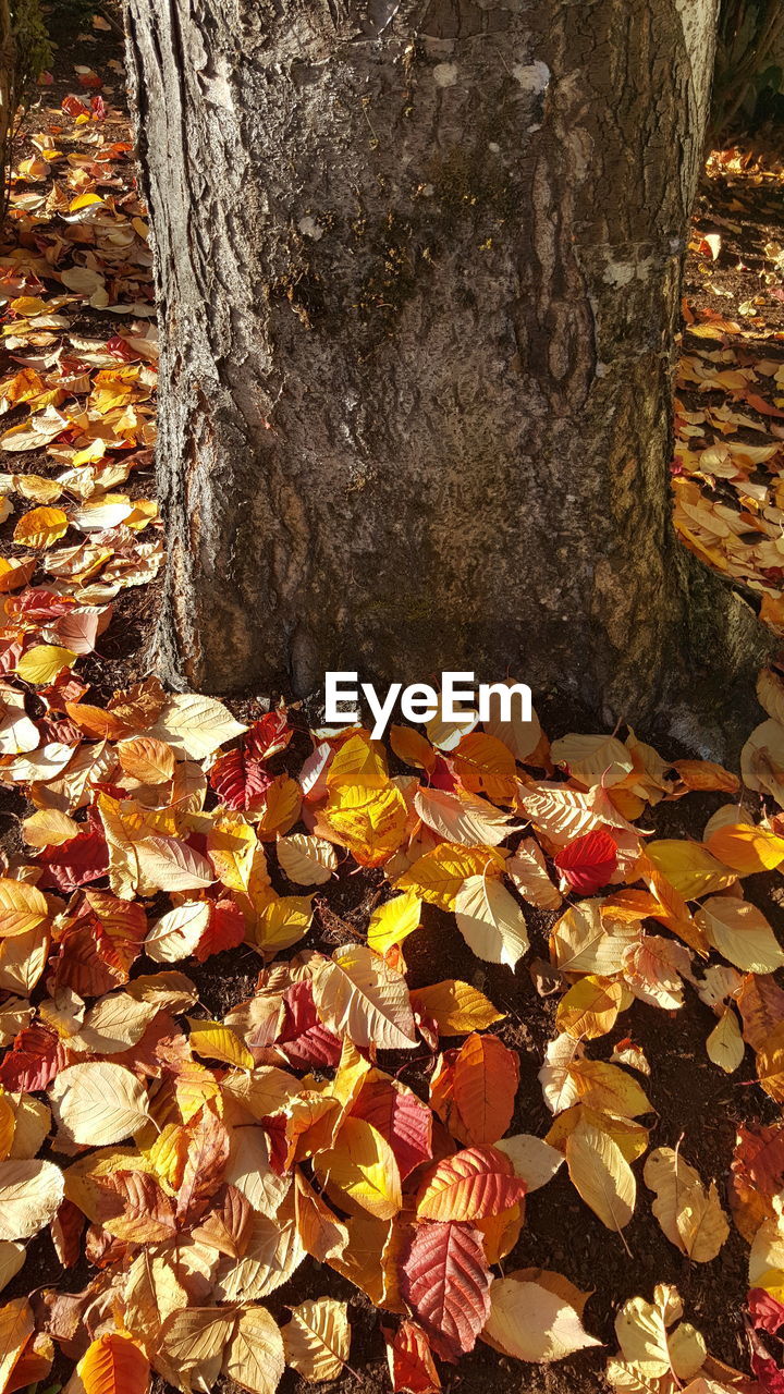 HIGH ANGLE VIEW OF AUTUMN LEAVES AGAINST TREE TRUNK