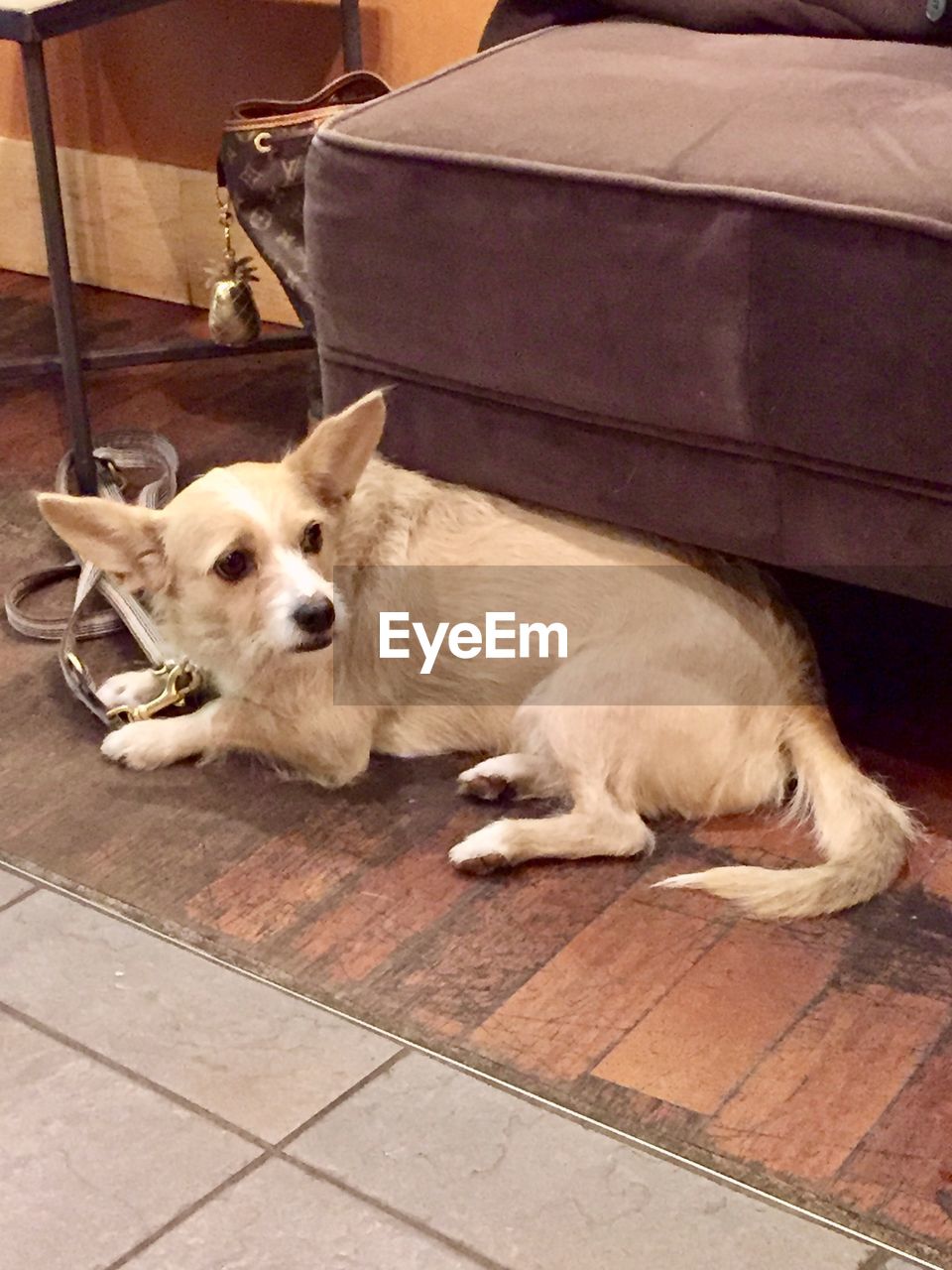 HIGH ANGLE VIEW OF DOG ON BLANKET