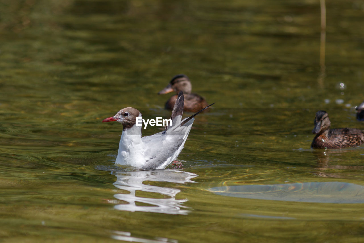 DUCK SWIMMING IN LAKE