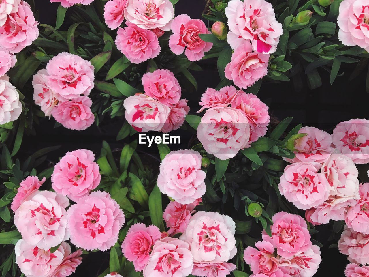 Full frame shot of pink flowers