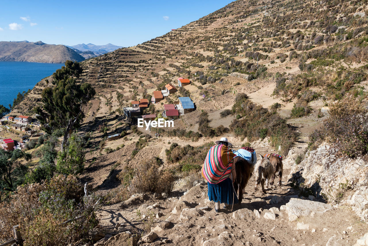 Rear view of woman with yaks walking on mountain during sunny day