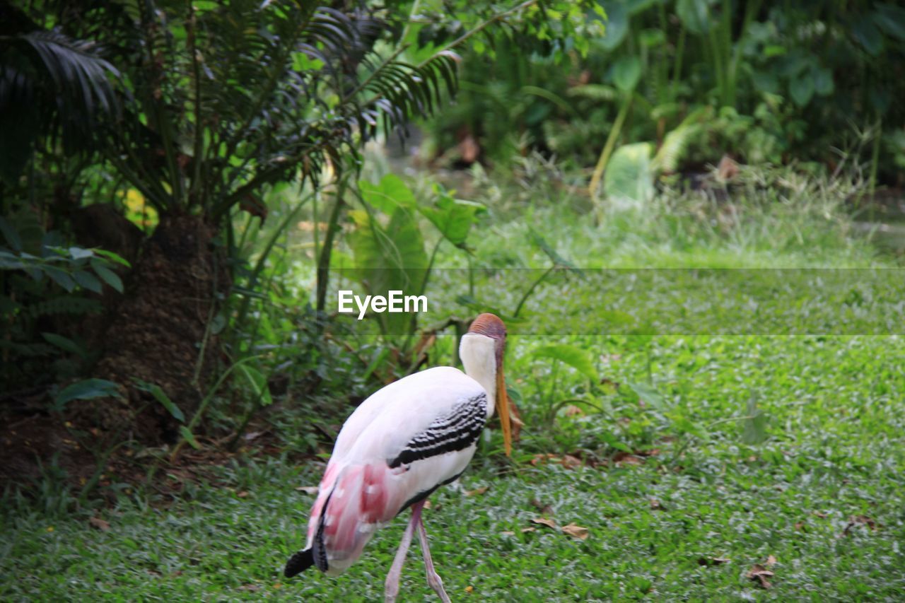 VIEW OF BIRD ON FIELD