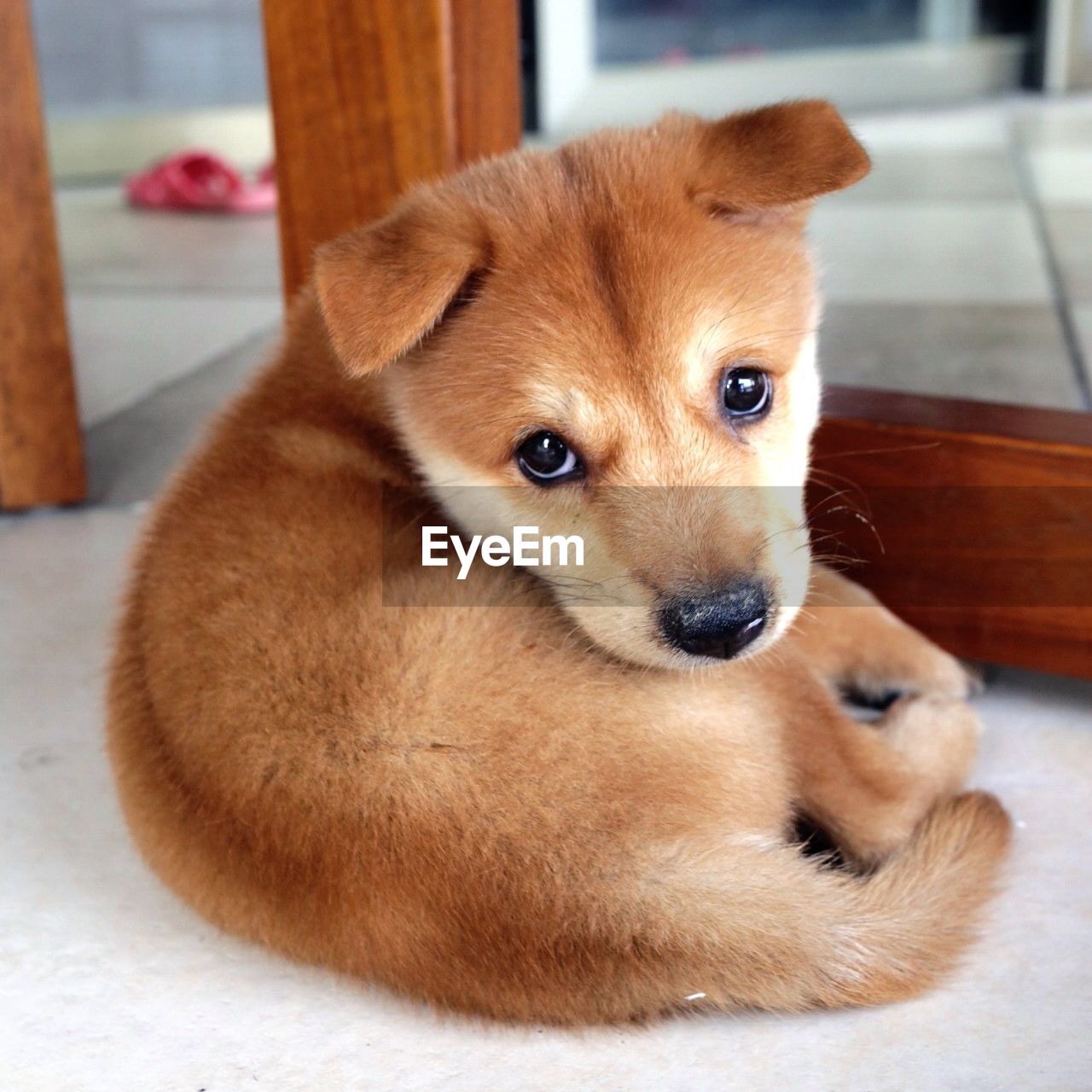CLOSE-UP PORTRAIT OF PUPPY