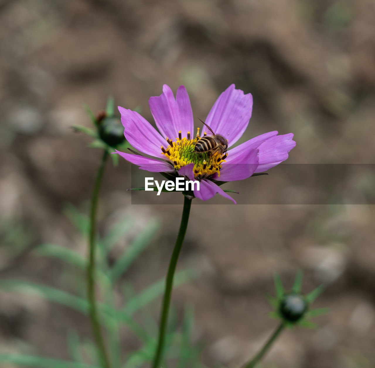 CLOSE-UP OF HONEY BEE ON PURPLE FLOWER