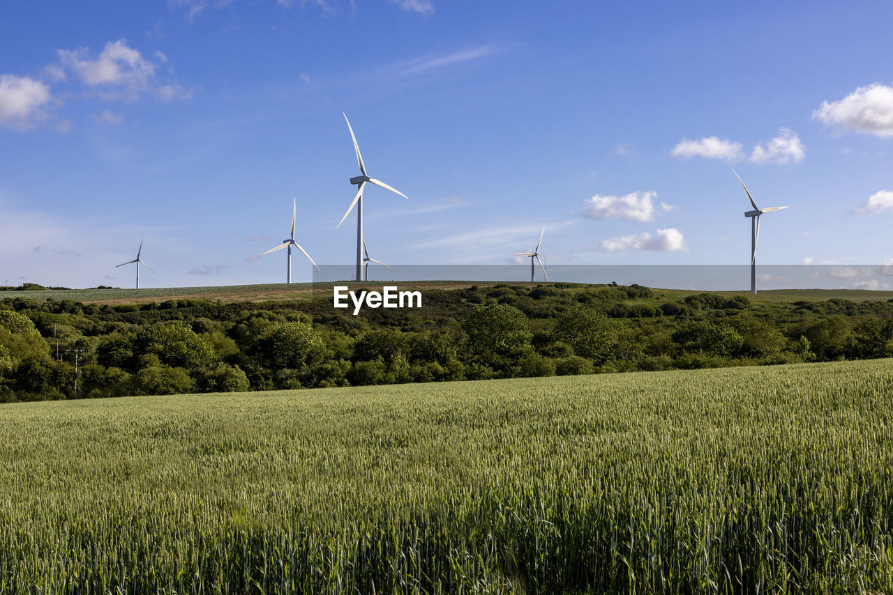 Uk, england, green field in summer with wind farm in background