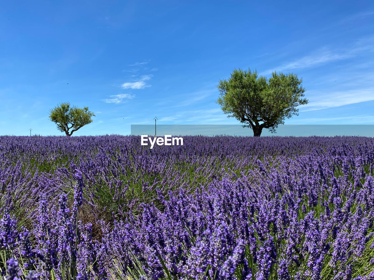 Lavender fields with heart-shaped olive trees.