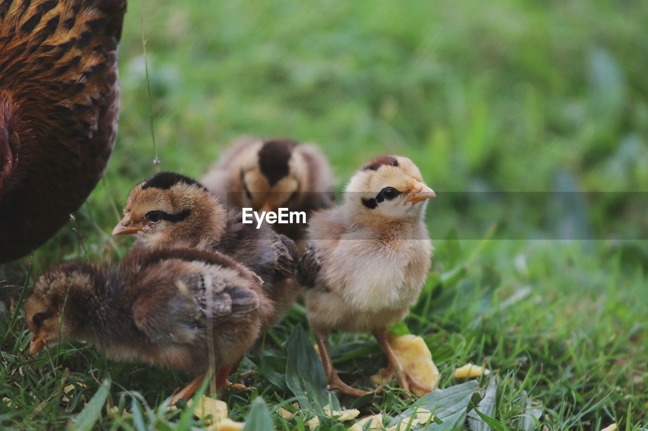 Close-up of ducklings on field