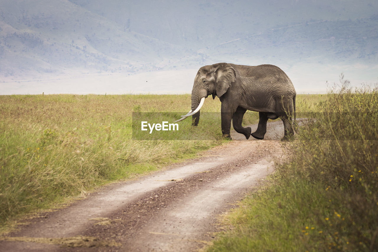 VIEW OF ELEPHANT WALKING ON ROAD AMIDST LAND