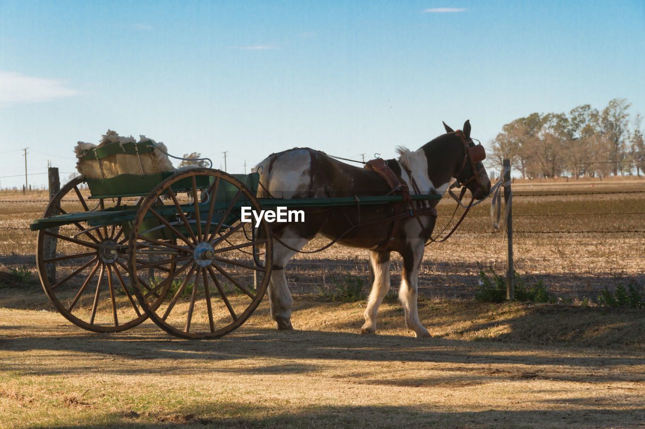 HORSE CART IN RANCH