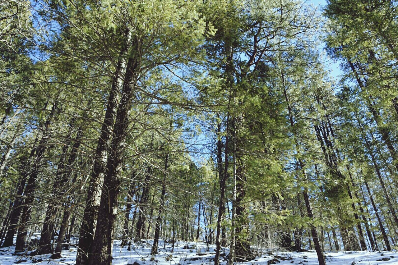 Low angle view of pine trees in forest