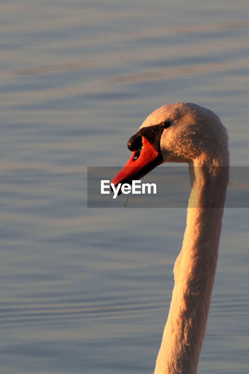 Swan swimming in lake