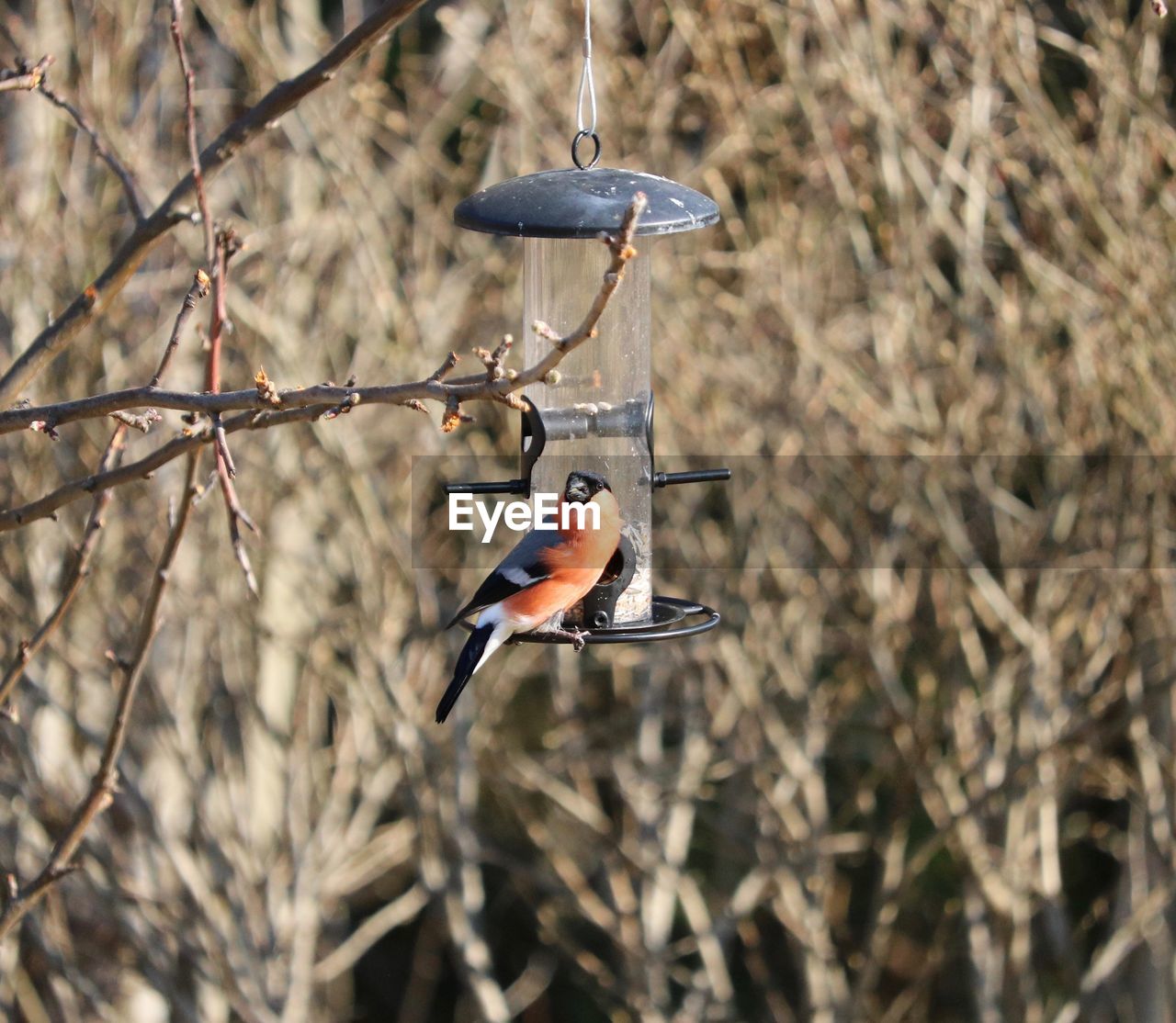 BIRD PERCHING ON BRANCH