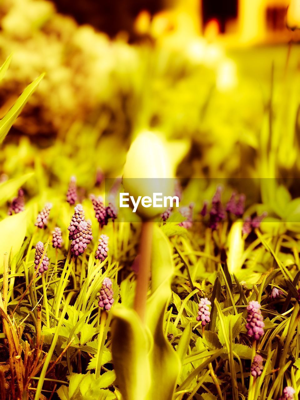 Close-up of yellow flowers blooming outdoors