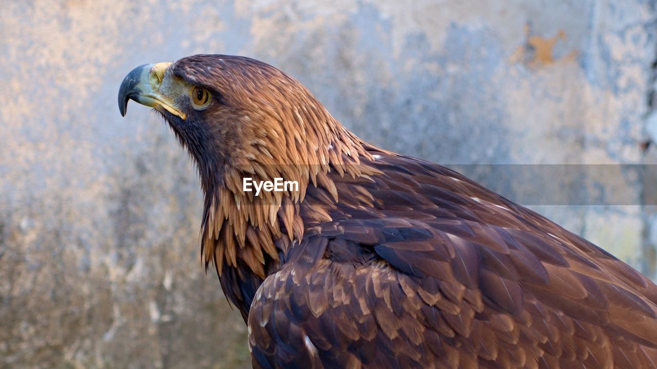 Close-up of eagle