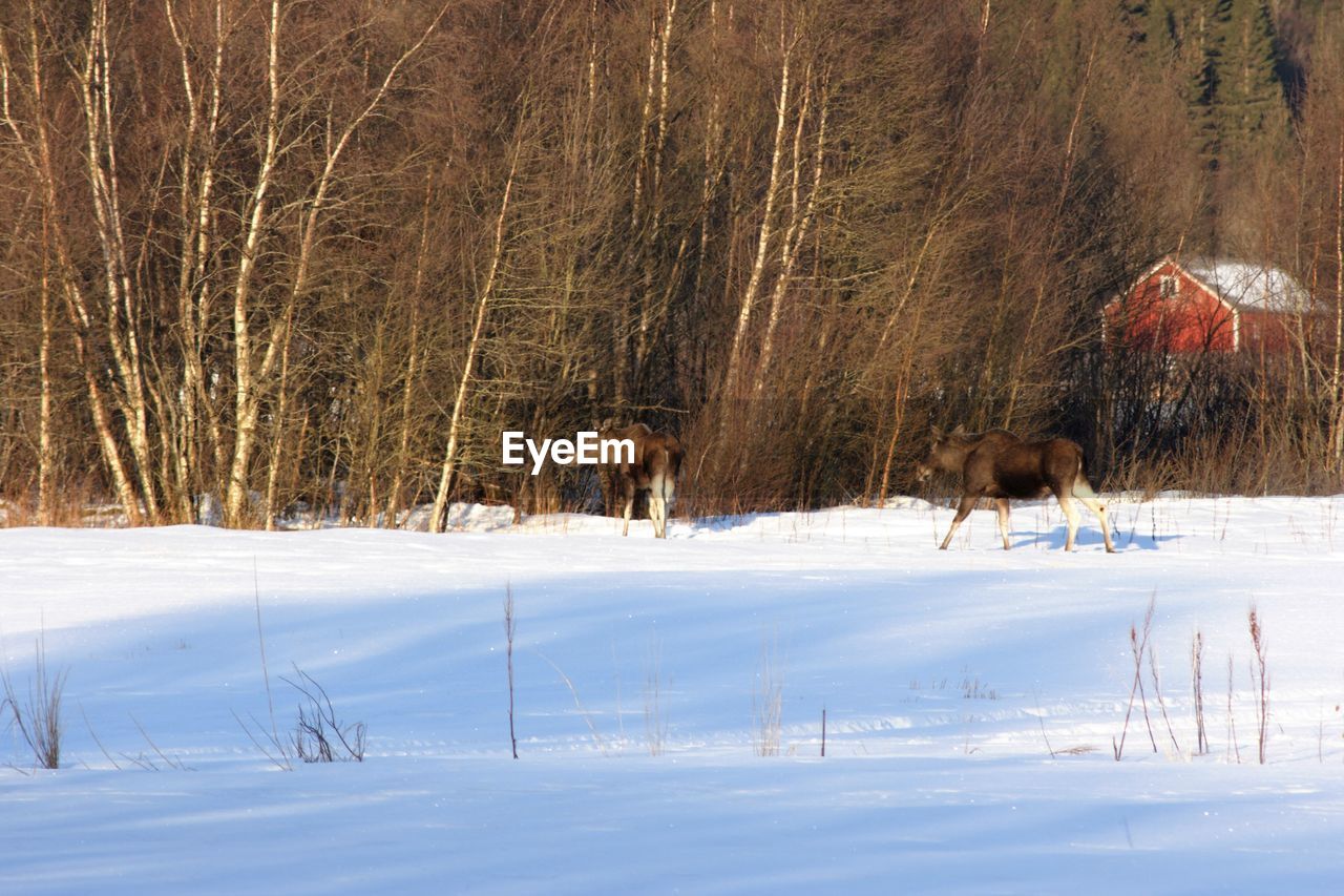 Mooses on snowcapped field during winter