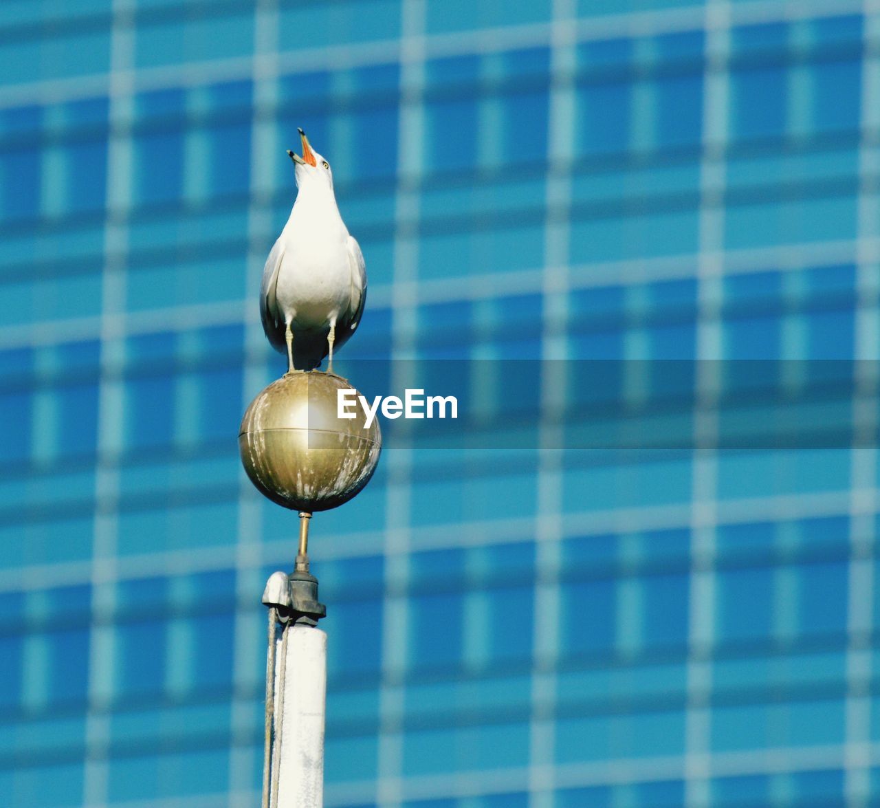 Close-up bird call on top of a flagpole