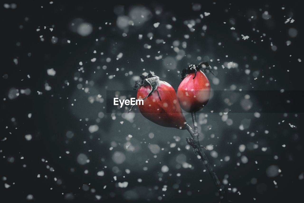 Close-up of wet rosehip in winter