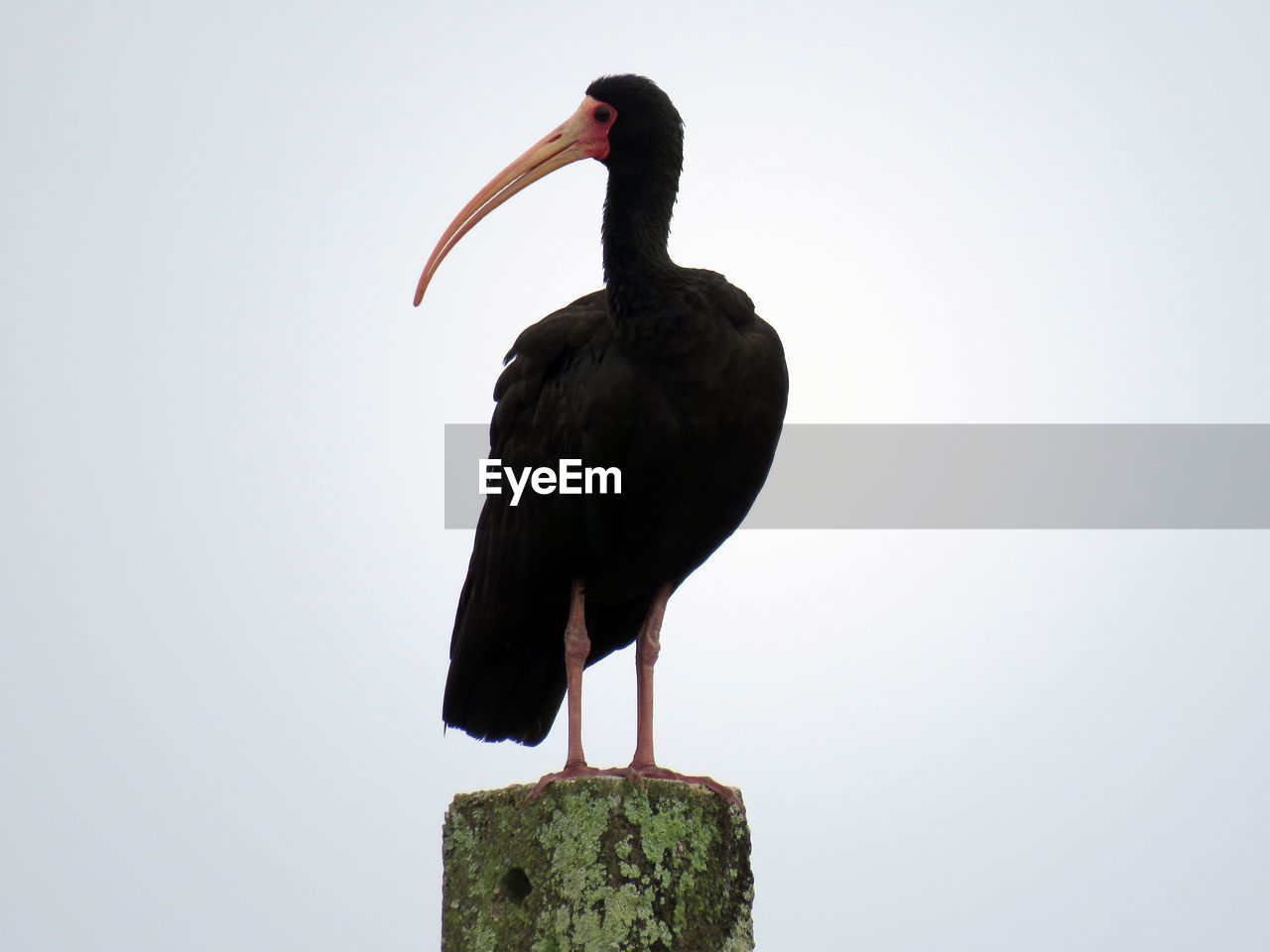 Close-up of bird perching against clear sky