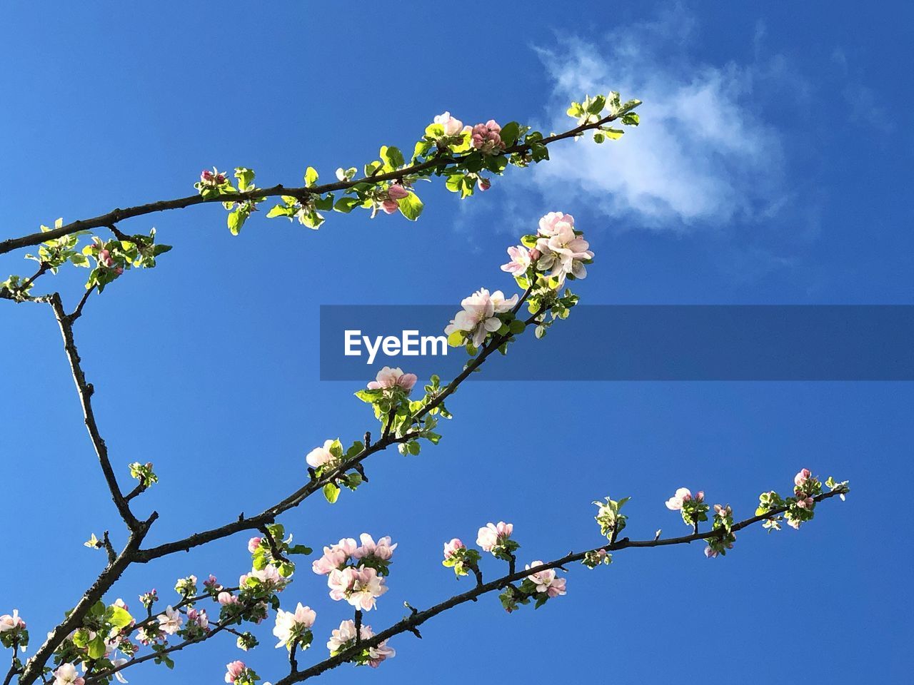 plant, flower, tree, branch, nature, sky, flowering plant, blossom, springtime, beauty in nature, growth, freshness, fragility, blue, no people, spring, low angle view, clear sky, outdoors, day, twig, fruit tree, food and drink, botany, cherry blossom, fruit, sunny, sunlight, food, plant part, leaf