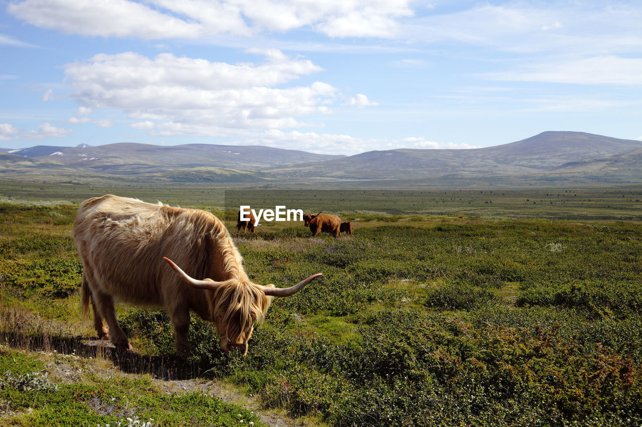 Cattle grazing on grassy field against sky