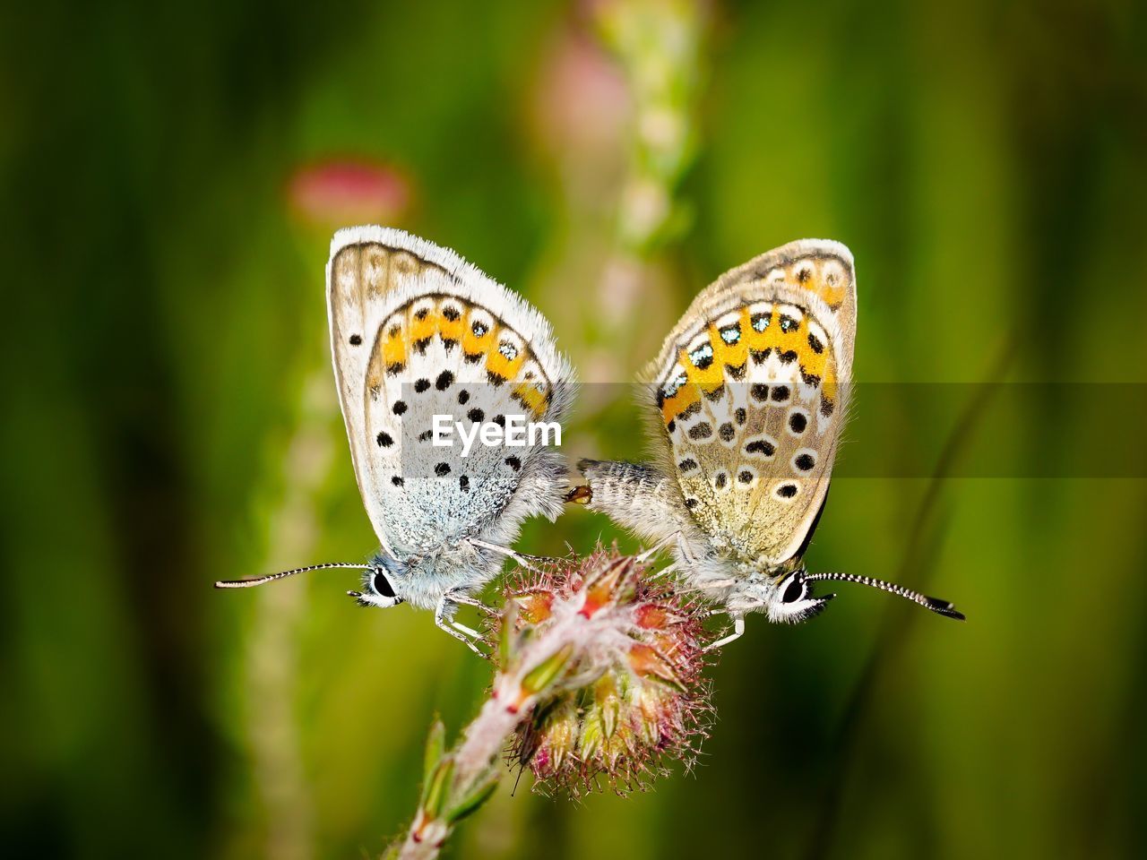 Close-up of butterflies mating on flower