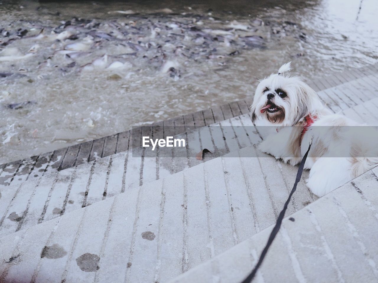 High angle portrait of dog on steps by river