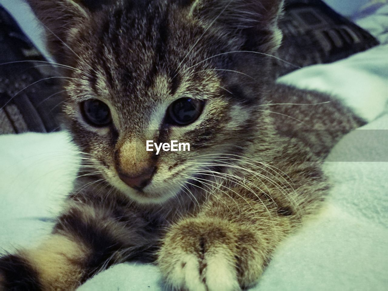 Close-up portrait of cat relaxing on bed