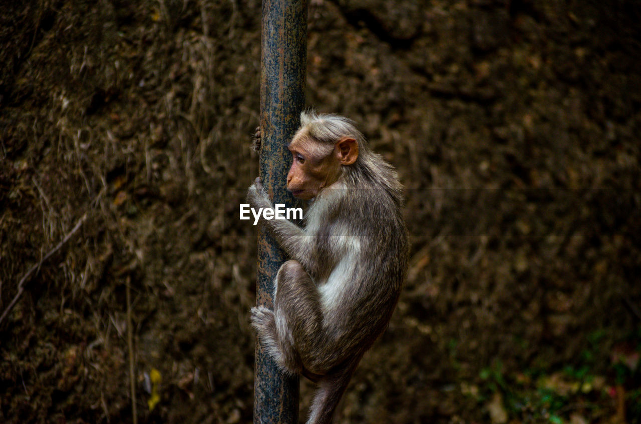Close-up of monkey climbing pole