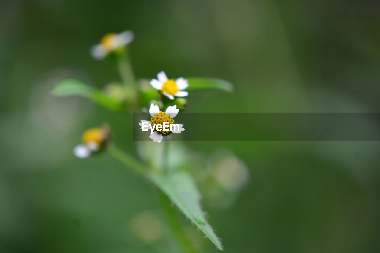 Close-up of white flowering plant