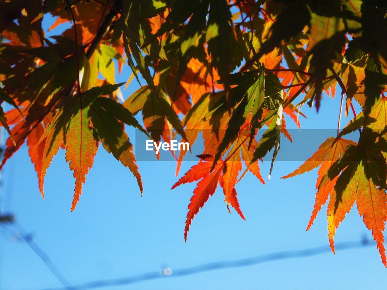 CLOSE-UP OF MAPLE LEAVES AGAINST SKY