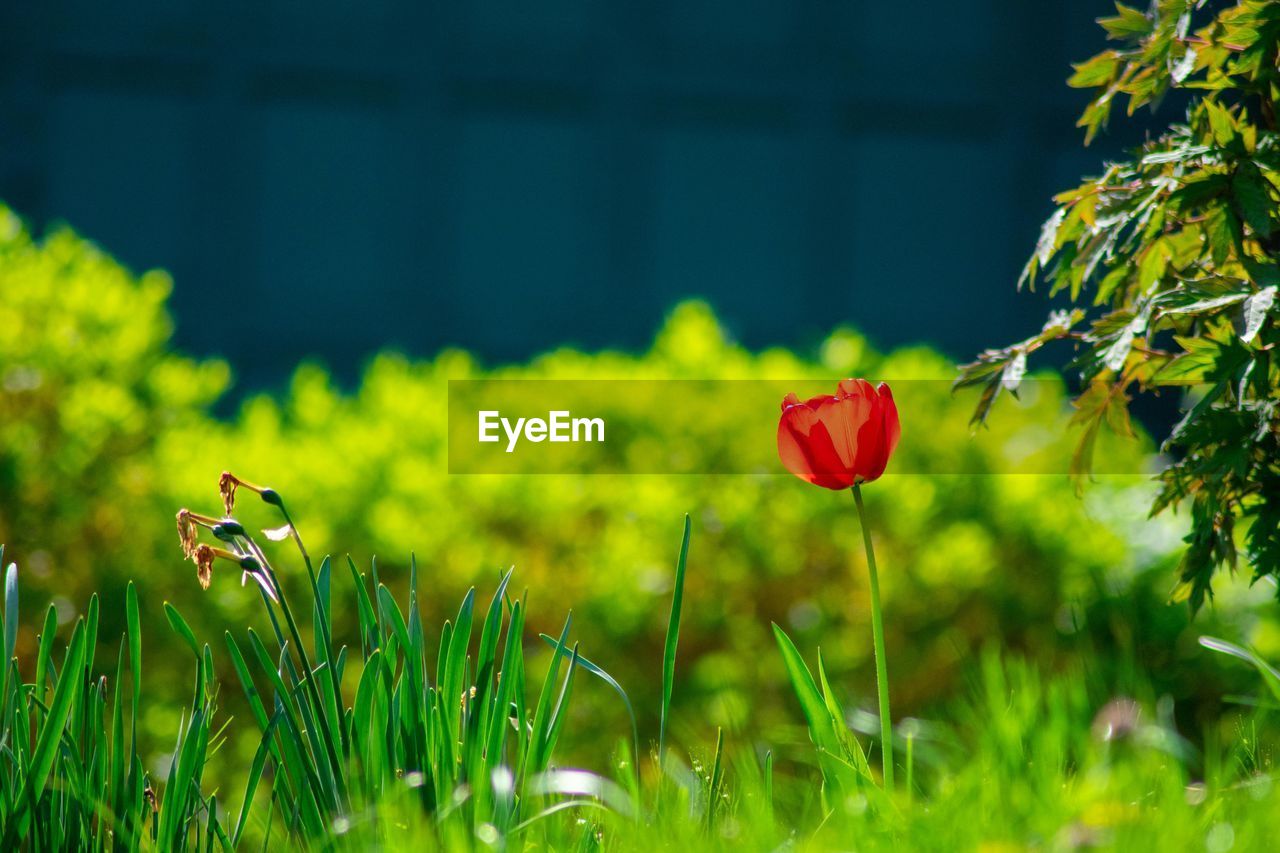 A lone red tulip standing tall in a field of grass