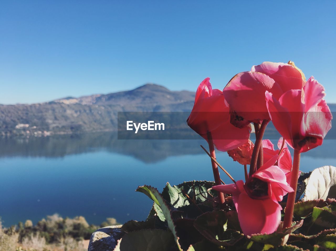 Close-up of flowers against mountain