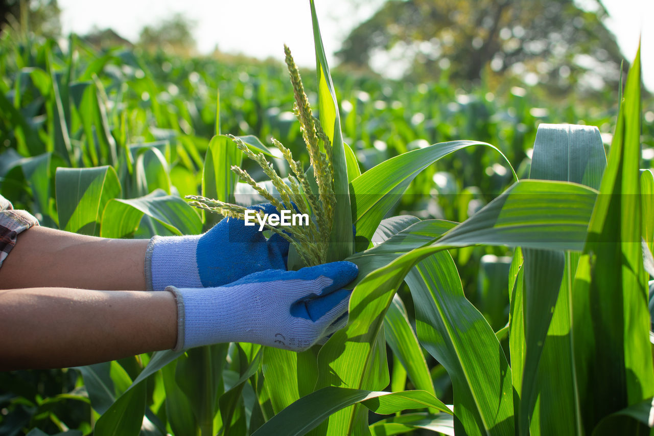 Close-up of hand holding plant on field