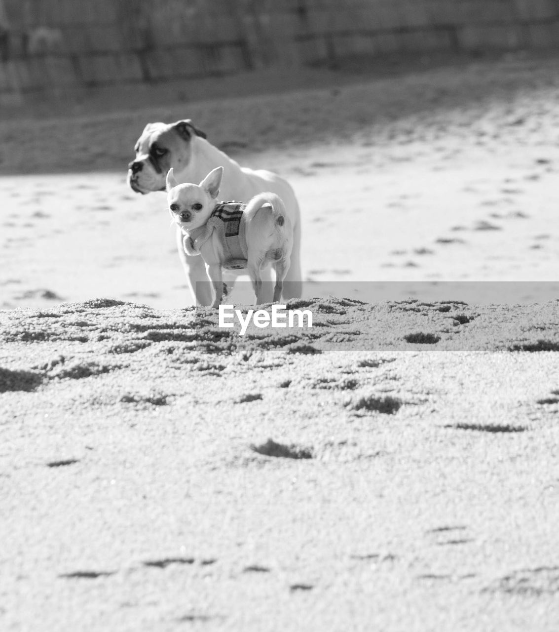 Dogs at beach