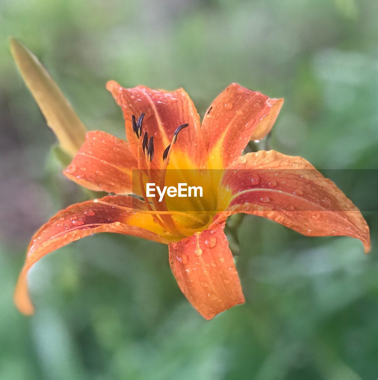 CLOSE-UP OF ORANGE LILY PLANT