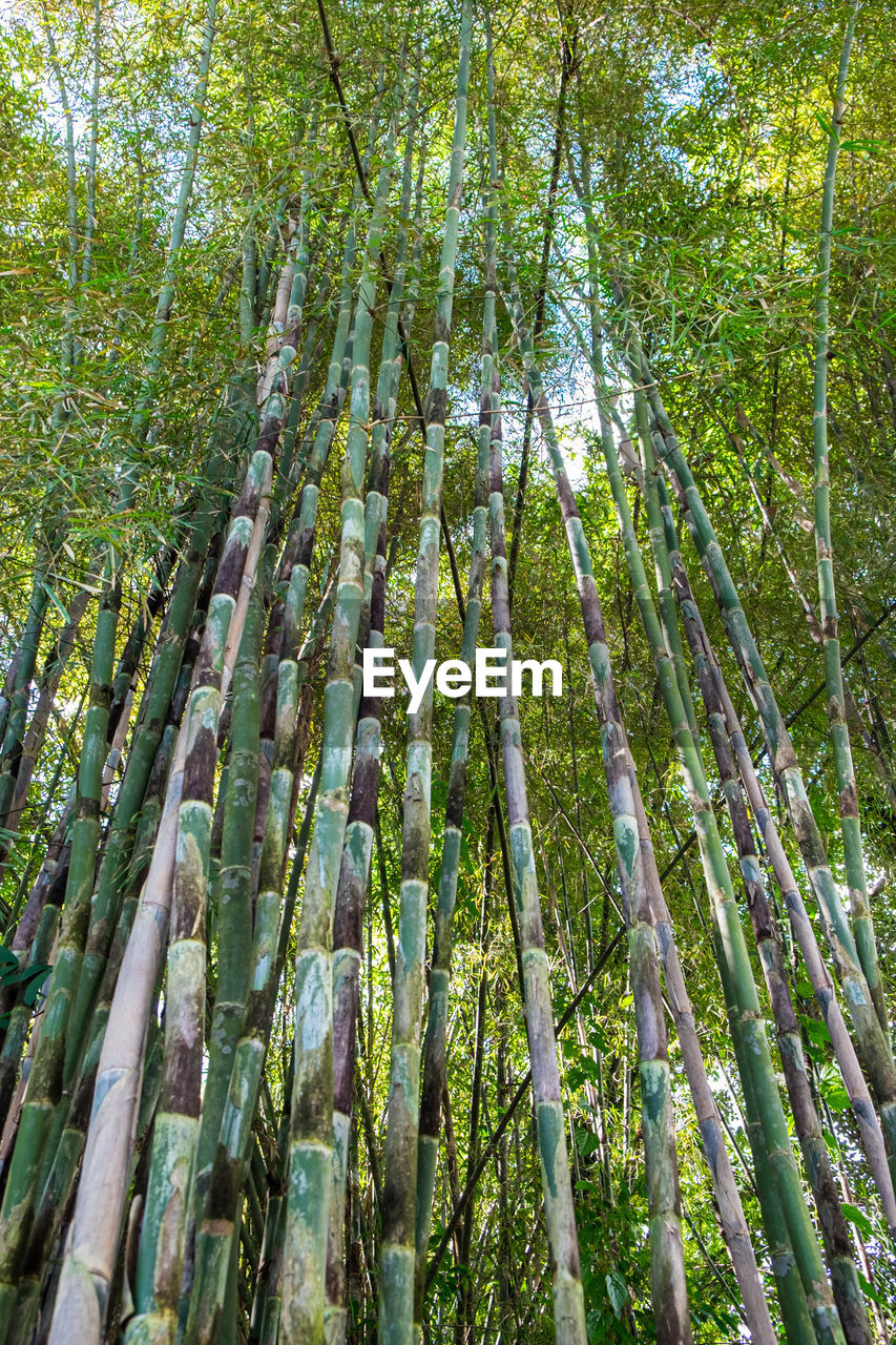 FULL FRAME SHOT OF BAMBOO TREES