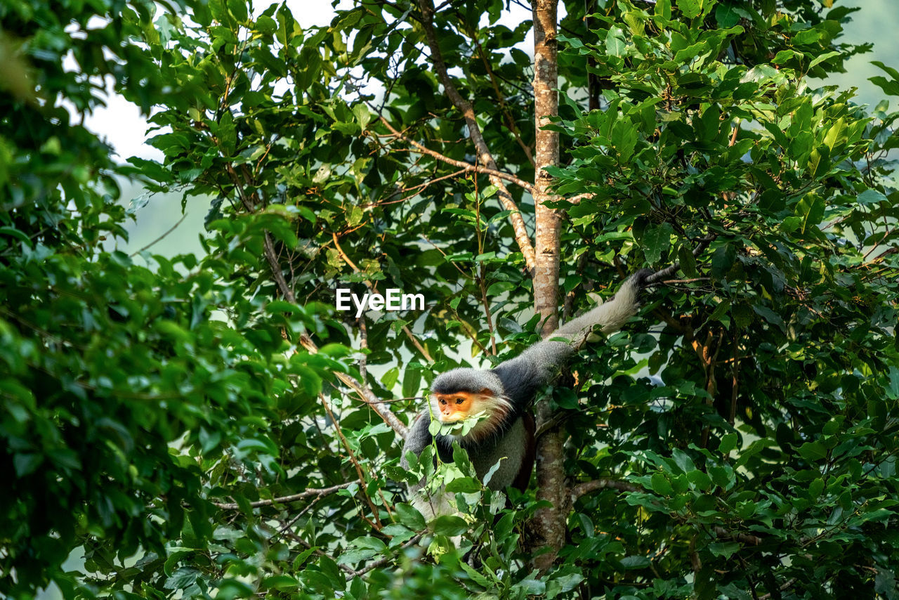 LOW ANGLE VIEW OF MONKEY ON BRANCH