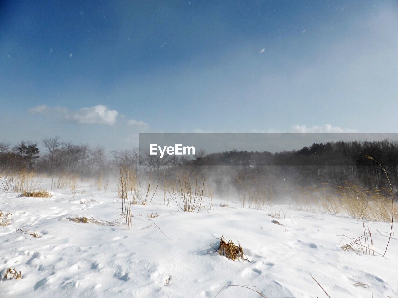 Field in winter