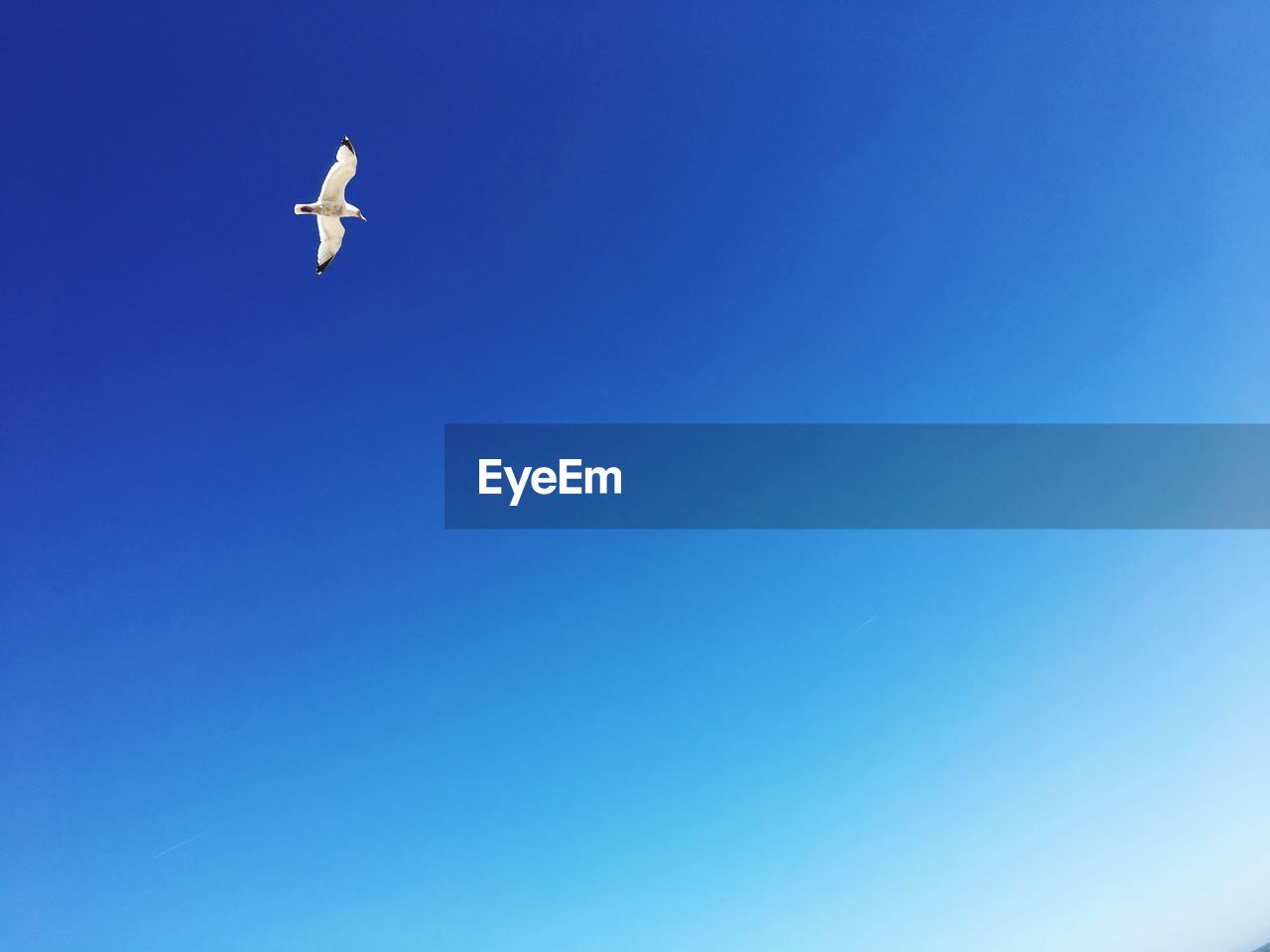 LOW ANGLE VIEW OF SEAGULL FLYING AGAINST CLEAR BLUE SKY