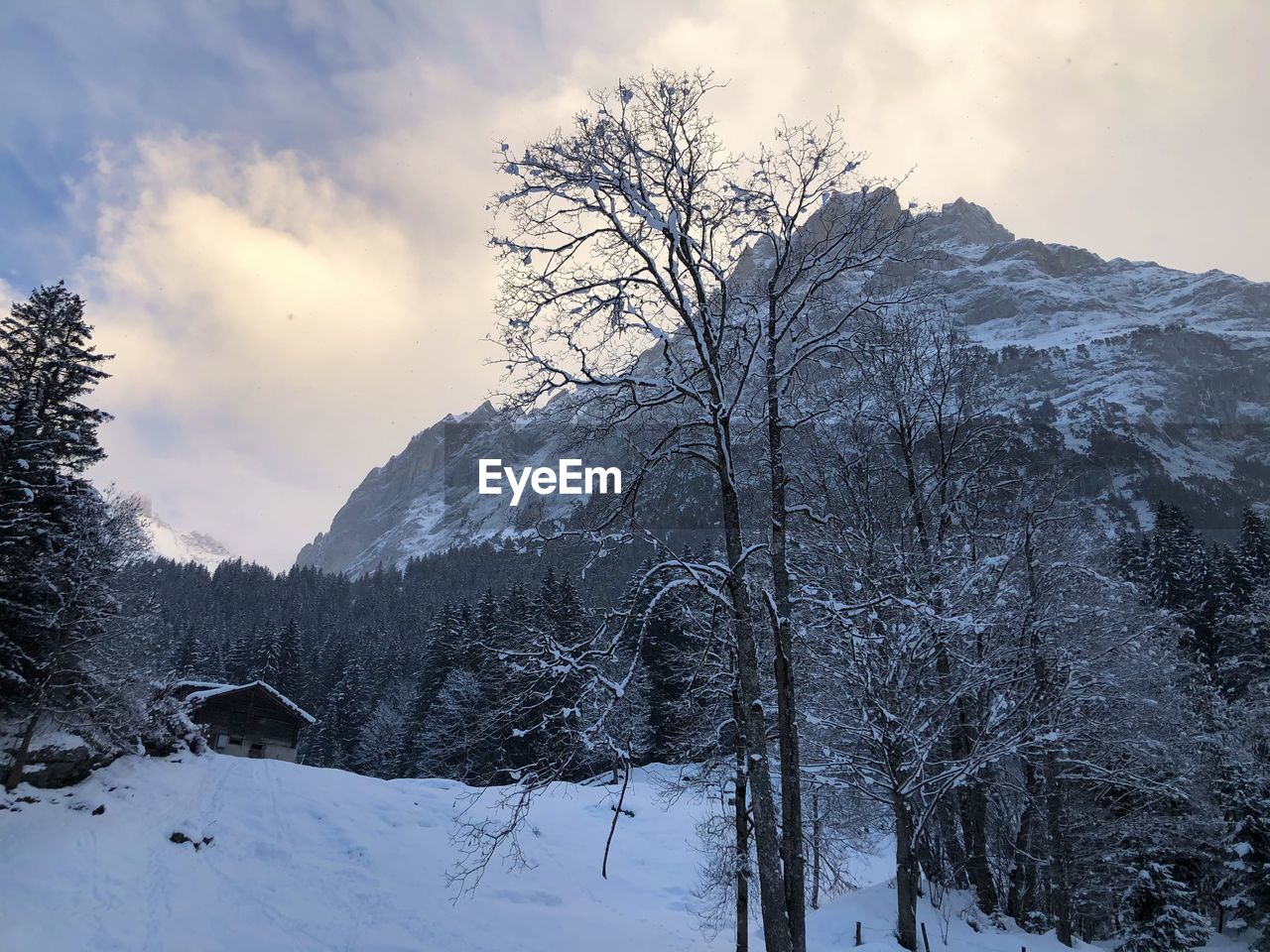 BARE TREES ON SNOW COVERED LANDSCAPE AGAINST SKY