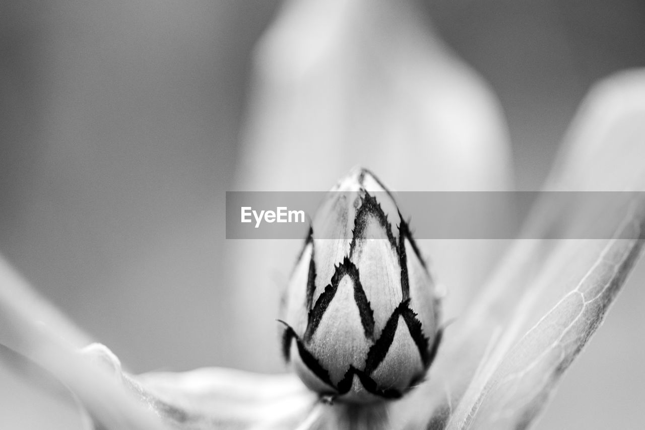 Close-up of  flower