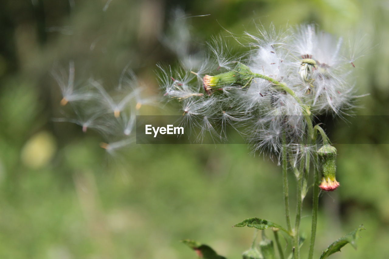 Close-up of dandelion on plant