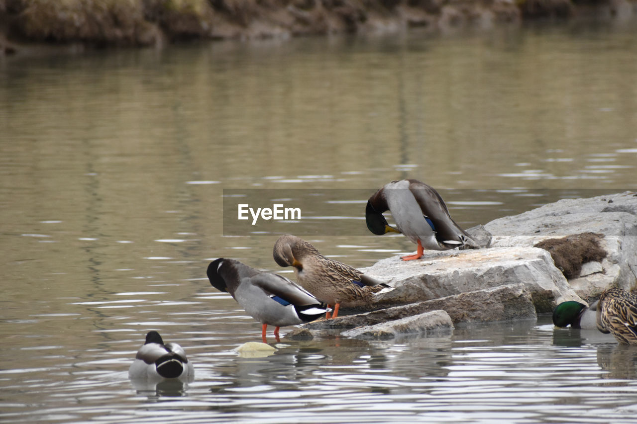 BIRDS SWIMMING IN LAKE