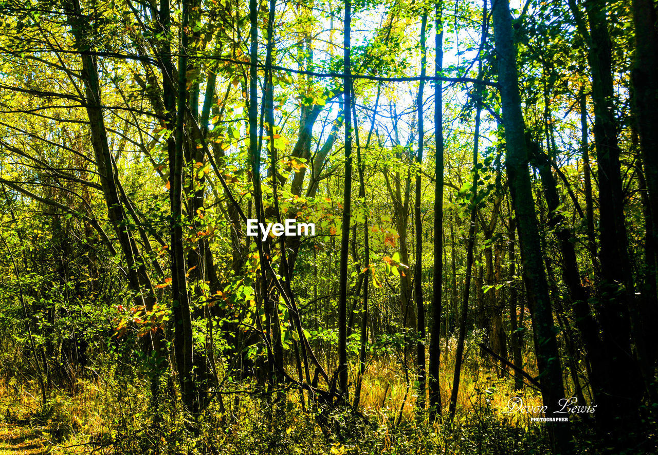 VIEW OF TREES IN FOREST AGAINST SKY