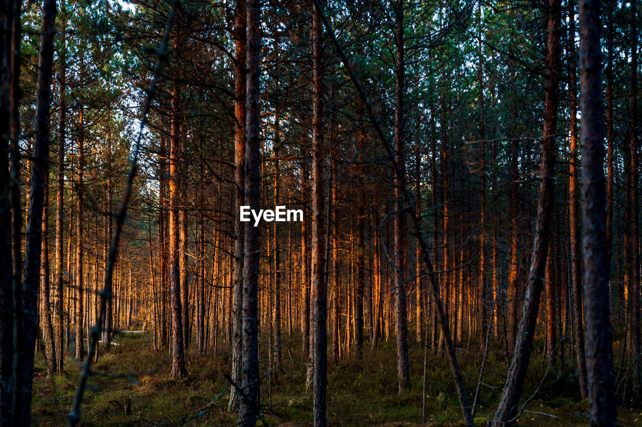 Trees in forest
