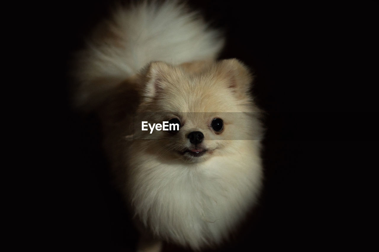 CLOSE-UP PORTRAIT OF A DOG