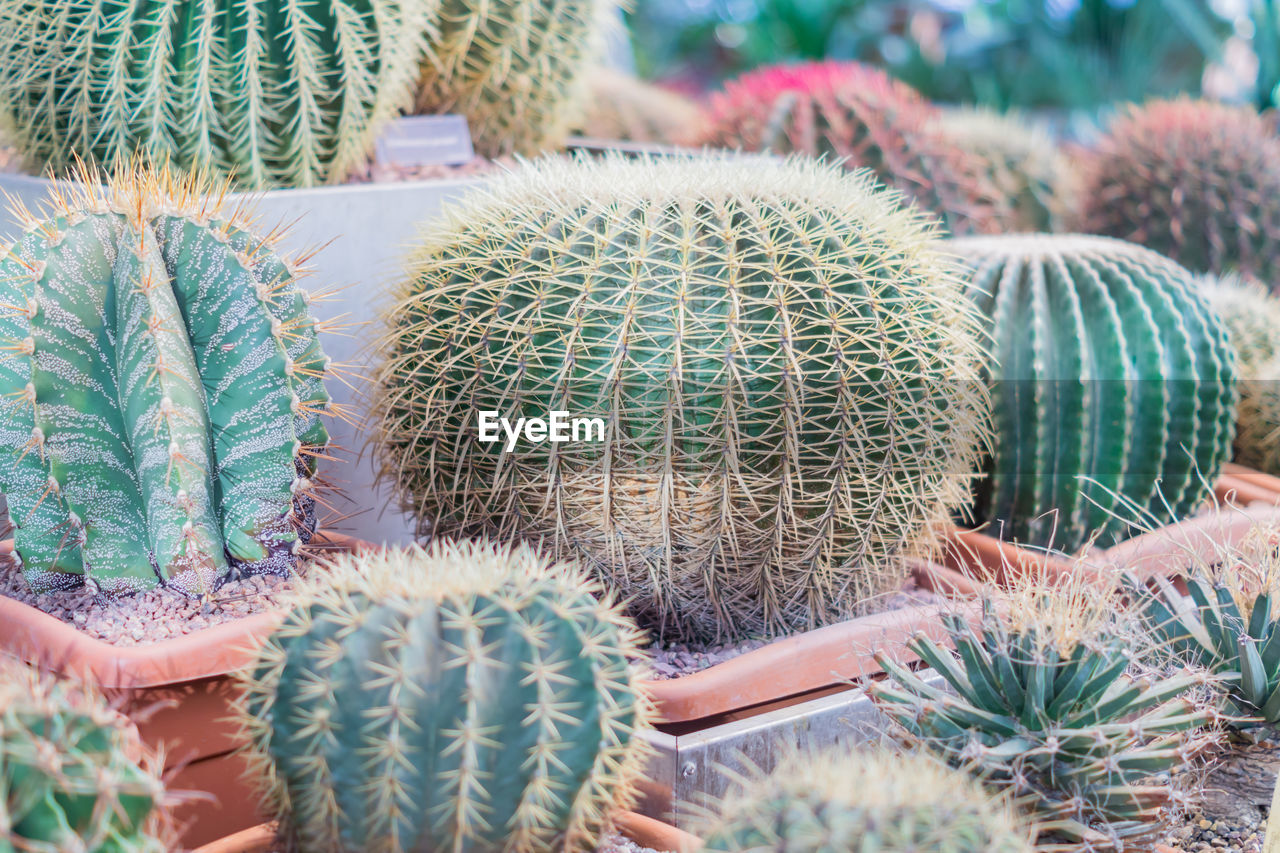 Ball shaped cacti in botanical garden